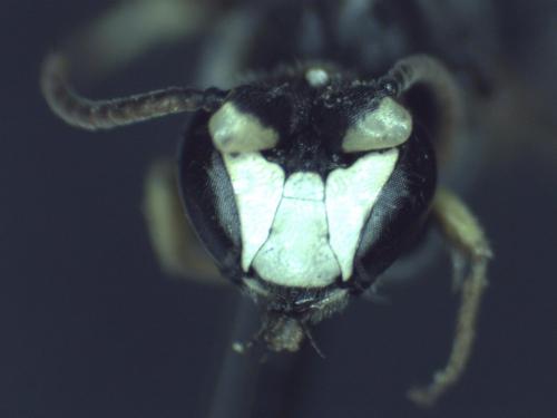 Réf. 271 351 : Hylaeus dilatatus